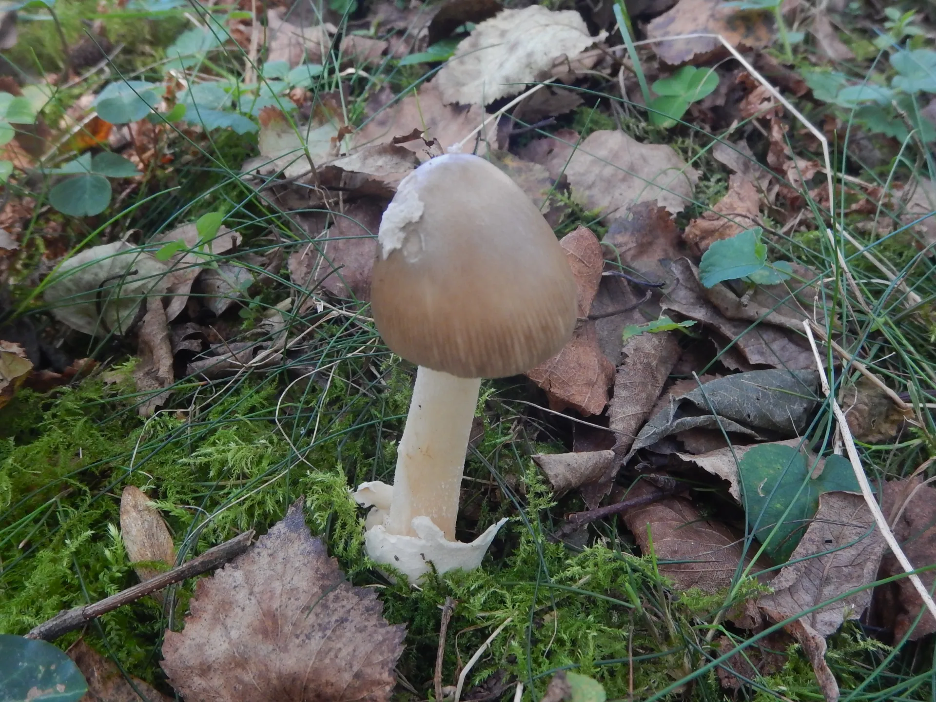 Amanita betulae, 23-10-10